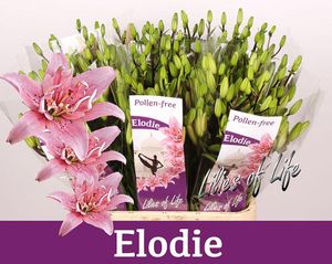 LYS AZ ELODIE 90 4 F+